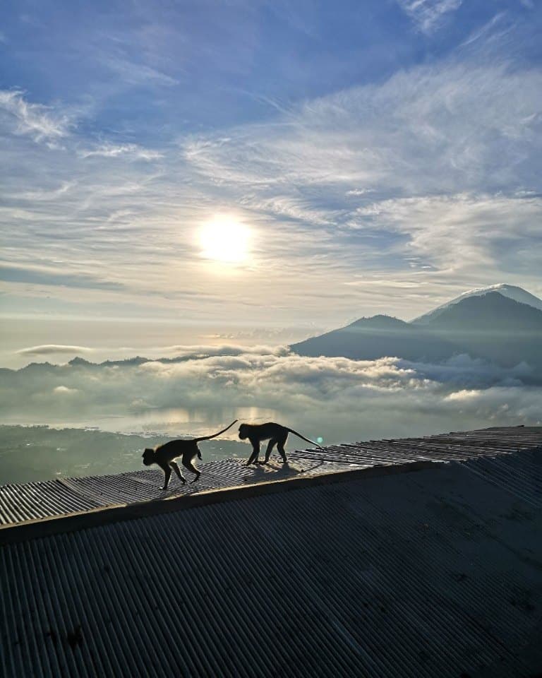 Two monkeys crossing a roof above a sea of clouds at sunrise in Kintamani, Mount Agung on the horizon